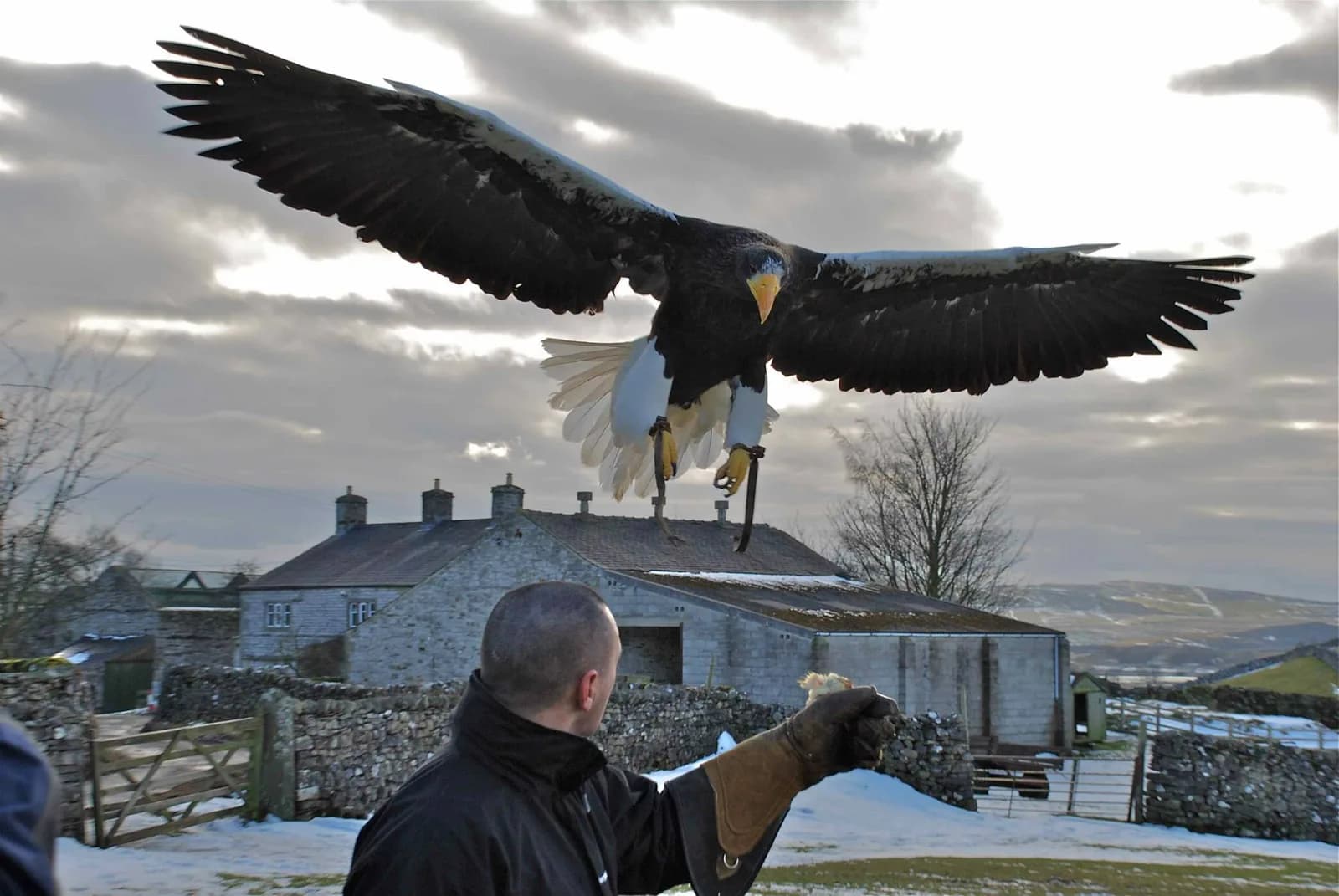 A Steller’s sea eagle coming in to the glove on a snowy winter morning, stone barns and dales behind.